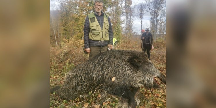 /FOTO/ Tutin: Ulovljen još jedan vepar kapitalac!