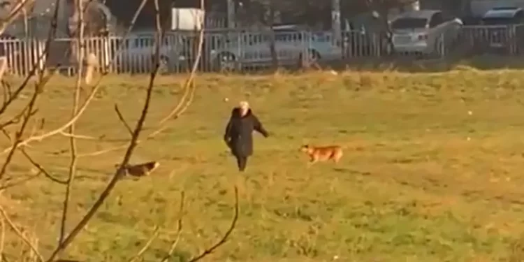 /VIDEO/ Novi Pazar: Psi lutalice nasrću na prolaznike