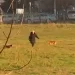 /VIDEO/ Novi Pazar: Psi lutalice nasrću na prolaznike