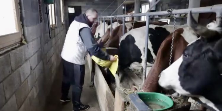 /VIDEO/ Rožaje: Haris Murić, mladi poljoprivrednik iz rožajskog sela Klanac planira da širi gazdinstvo