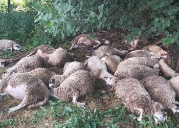 Tutin: Od udara groma uginulo 40 komada ovaca