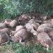 Tutin: Od udara groma uginulo 40 komada ovaca