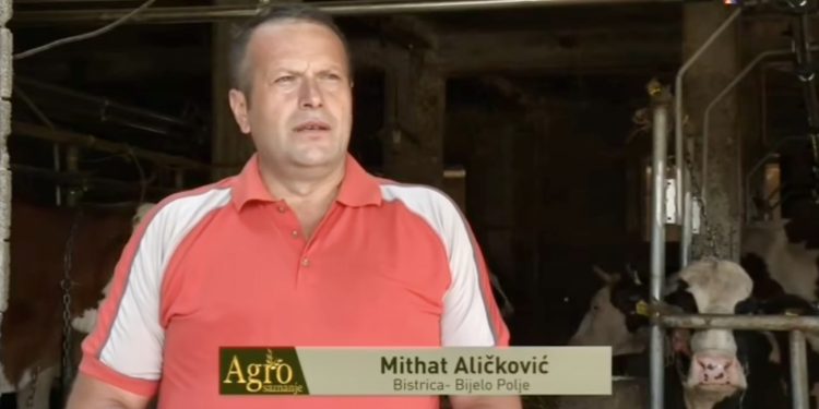 /VIDEO/ BijeloPolje: Različite genetike krava na farmi Aličkovića