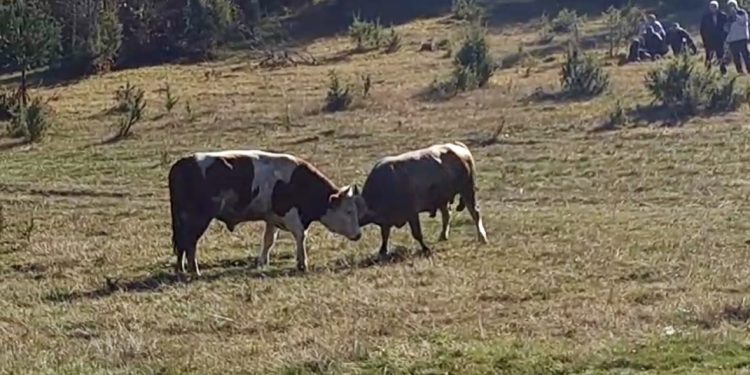/VIDEO/ Korida u mjestu Polica kod Dolova: Pobjeda bika Sabahka Selmanovića