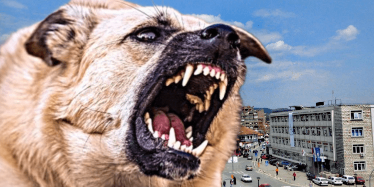 /VIDEO/ Put strave i užasa: Psi lutalice životno ugrozile učenika u Novom Pazaru