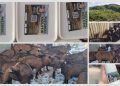 /FOTO/ Tutin: Farma koza Alije Sadovića – Zdravlje iz prirode