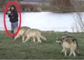/VIDEO/ Htio je da slika čopor vukova, a onda mu se desilo nešto što će pamtiti zauvijek