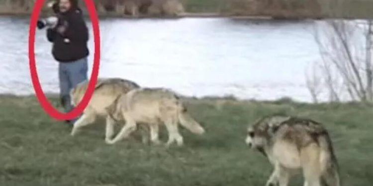 /VIDEO/ Htio je da slika čopor vukova, a onda mu se desilo nešto što će pamtiti zauvijek
