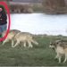 /VIDEO/ Htio je da slika čopor vukova, a onda mu se desilo nešto što će pamtiti zauvijek