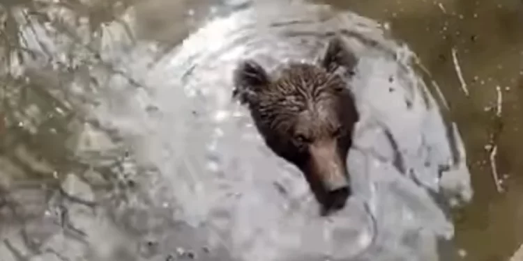 Sandžak: Medvjed pronađen mrtav u bunaru