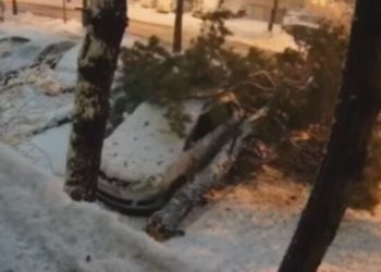 /VIDEO/ Stravičan snimak iz Bosne: Drvo palo na pješaka