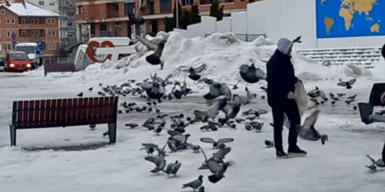 Tutin: Ljubav prema prirodi i hranjenje golubova