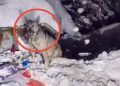 /VIDEO/ Dva vuka u potrazi za hranom kod kontejnera