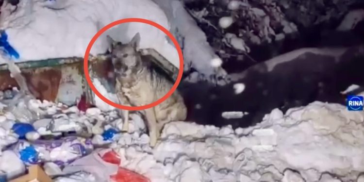 /VIDEO/ Dva vuka u potrazi za hranom kod kontejnera