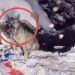 /VIDEO/ Dva vuka u potrazi za hranom kod kontejnera