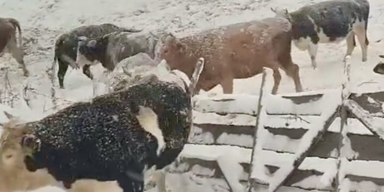 /VIDEO/ ZIMSKI DANI U SEOSKOM DOMAĆINSTVU GAROVIĆ, GDJE LJUBAV I RADOST ŽIVE POD ISTIM KROVOM