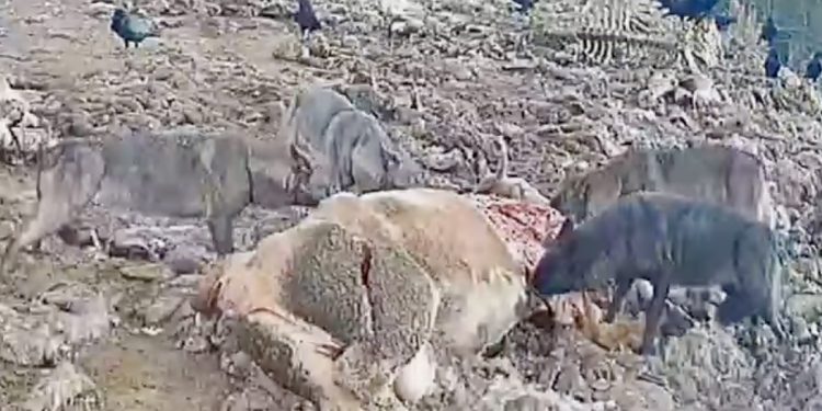 /VIDEO/ Čudesni prizori Sandžaka – Divljač u prirodnom okruženju na rubu Pešterske visoravni