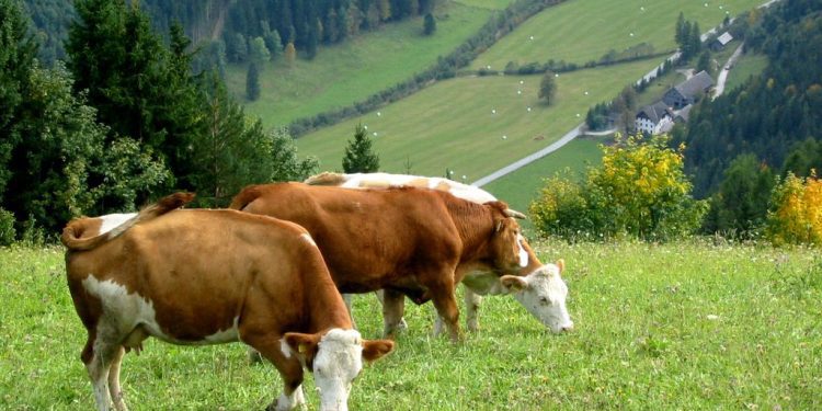Crna Gora: Lopovi vratili ukradenu kravu vlasnici