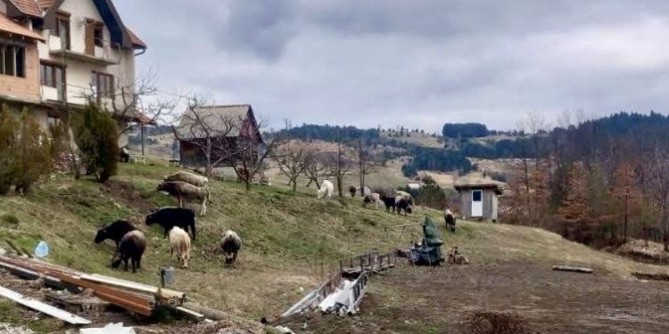 SANDŽAK: VIŠE OD 300 GRLA STOKE PRAVI ŠTETU NA IMANJIMA MJEŠTANA