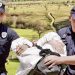 Tutinska policija u odlučnoj borbi protiv droge: Akcija u selu Bujkoviće