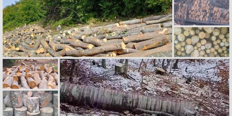 Preduzeće Srbijašume pod lupom: Mještani sela Saš kod Tutina očajni zbog nelegalne sječe šuma