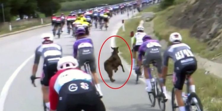 KOZA ZAPALILA INTERNET: Bizaran trenutak na Giro d’Italia nasmijao svijet