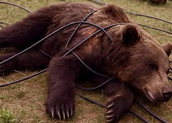 Medvjed stradao od strujnog udara u selu Zagulje, mještani danima bez električne energije