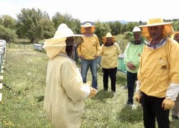 /VIDEO/ Razgovor sa pčelarima Tutina: Očuvanje pčela – prioritet za budućnost