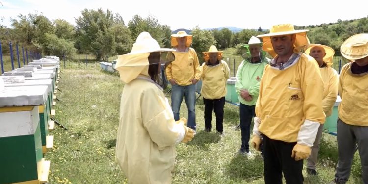 /VIDEO/ Razgovor sa pčelarima Tutina: Očuvanje pčela – prioritet za budućnost