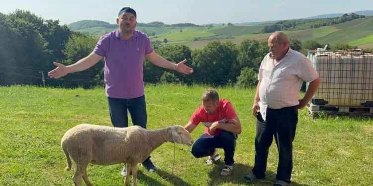 “Kurban u egzilu”: Ovan iz BiH prešao granicu i završio u Hrvatskoj