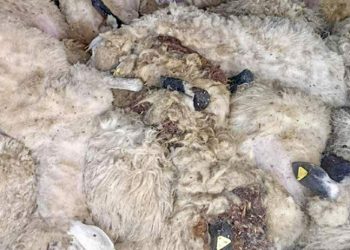 Crna Gora: Psi lutalice zaklali 89 ovaca i jagnjadi, 24 ranjene, 20 nestalih