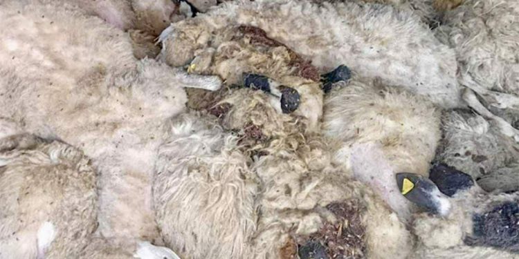Crna Gora: Psi lutalice zaklali 89 ovaca i jagnjadi, 24 ranjene, 20 nestalih