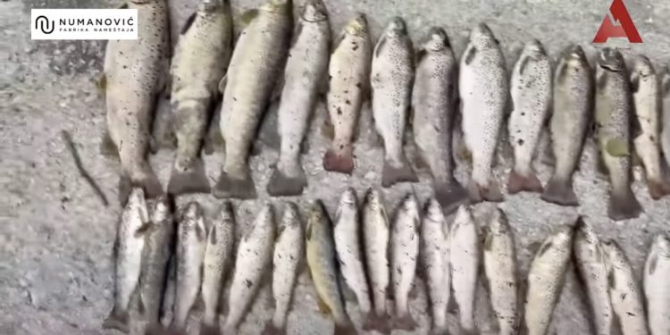 /VIDEO/ Ekološka katastrofa u Novom Pazaru: Ogroman pomor ribe u rijeci Raški
