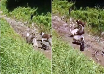 /VIDEO/ DRAMA NA DURMITORU: Medvjed napao stado, čoban i psi spasili ovcu!