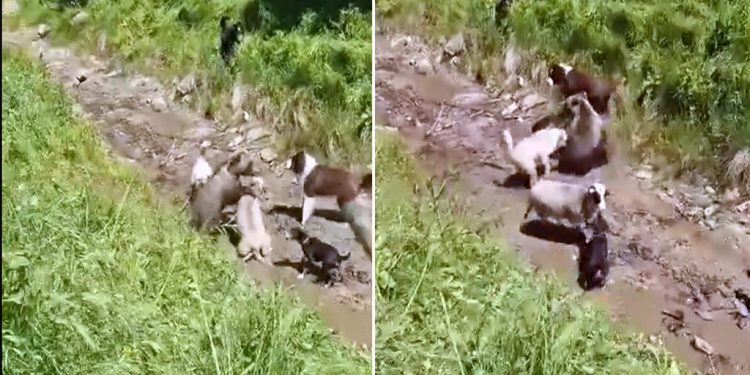/VIDEO/ DRAMA NA DURMITORU: Medvjed napao stado, čoban i psi spasili ovcu!