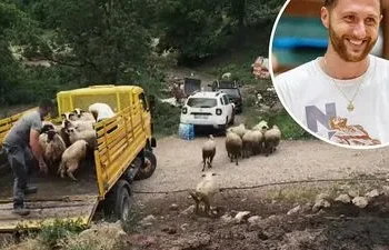 Jusuf Nurkić ponovo pokazao veliko srce: Kupio ovce porodici iz Foče nakon napada vukova