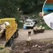 Jusuf Nurkić ponovo pokazao veliko srce: Kupio ovce porodici iz Foče nakon napada vukova
