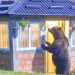 Medvjed zakucao na vrata kuće u selu Draga kod Tutina – mještani u strahu