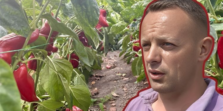 Njegoš – Kralj paprike iz Prijepolja: Kilogram 250 dinara, šalje čak i u Njemačku