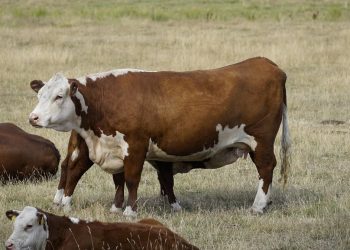 Raspisan javni poziv za nabavku kvalitetnih priplodnih grla