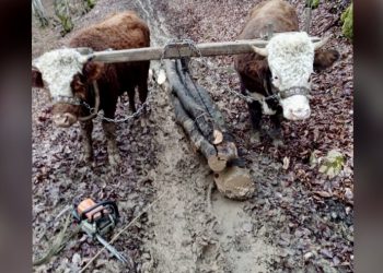 Slika koja govori više od riječi – simbol jednog vremena