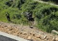 Tragedija kod Bijelog Polja: Dvije osobe poginule u saobraćajnoj nesreći na putu Gubavac – Bistrica